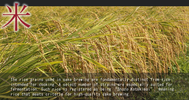 The rice grains used in sake brewing are fundamentally distinct from rice intended for cooking. A select number of strains are especially suited for fermentation. Such rice is registered as being “Shuzo Kotekimai”, meaning rice that meets criteria for high-quality sake brewing.