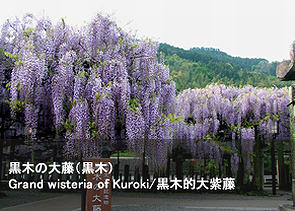 黒木の大藤（黒木町）